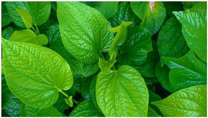 What are the medical benefits of eating 2 betel leaves daily?