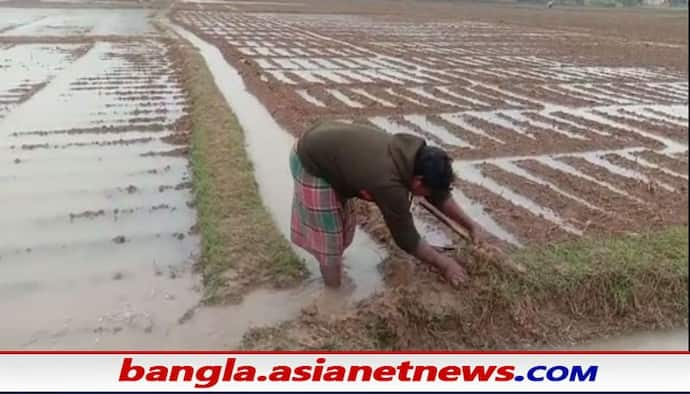 Cyclone Jawad:  জাওয়াদের জের, অকাল বর্ষণে হুগলী-বর্ধমানের আলু চাষিদের মাথায় হাত