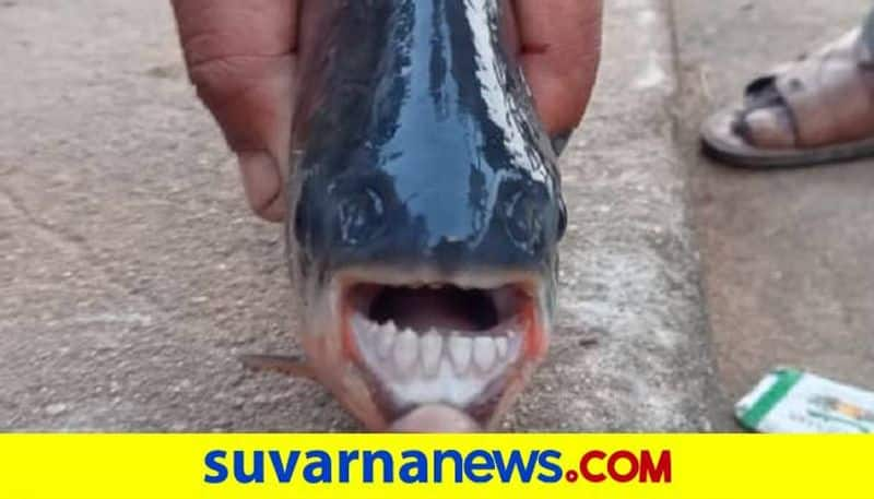 Fish Resembling Man's Face Found at Tungabhadra River in Koppal grg