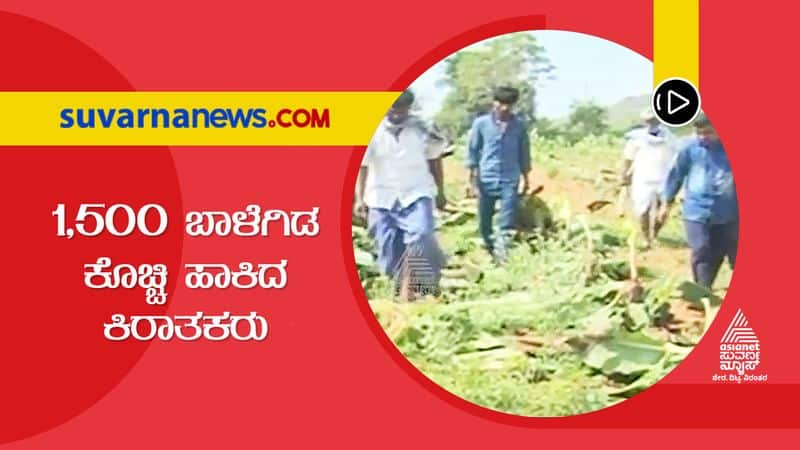 Miscreants Destroy Banana Plantation in Gadag grg