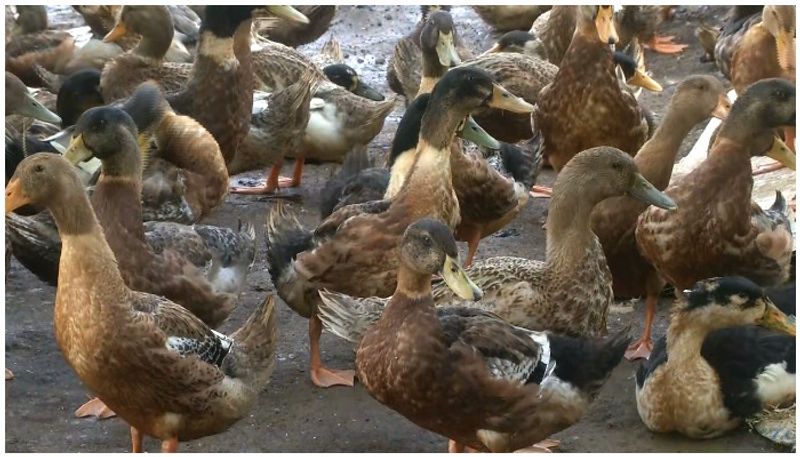 famers foresee crisis at Christmas during season after unexpected ban for duck farming