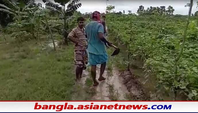 Farmers of WB: নিম্নচাপের ভ্রকূটি কেটে সূর্যের দেখা মিলতেই জমা জলে ফসলের পচন শুরু, মাথায় হাত কৃষকদের