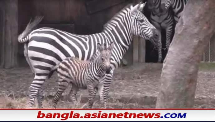 Alipore Zoo: শীতের মরসুমেই চিড়িয়াখানায় এল নতুন অতিথি, অনন্যার কোল আলো করে এল ফুটফুটে জেব্রা