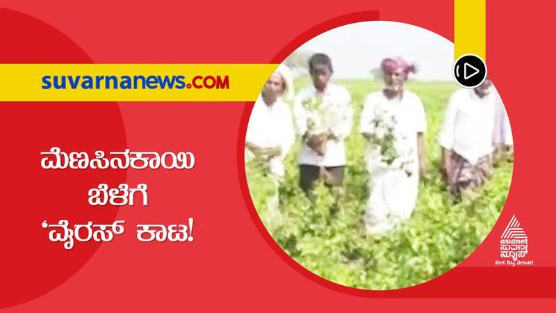 Gadag Farmers in Distress As New Virus Attacks Chilly Crops  hls