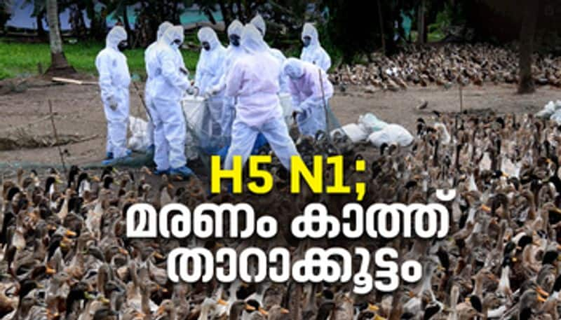 H5 N1 Bird flu outbreak in Alappuzha ducks are slaughtered