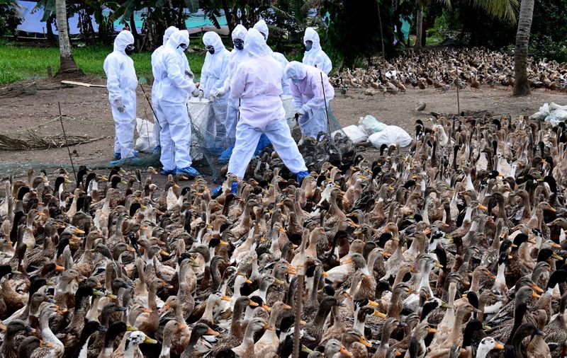 Kerala: TN border districts on high alert after bird flu outbreak in Alappuzha anr