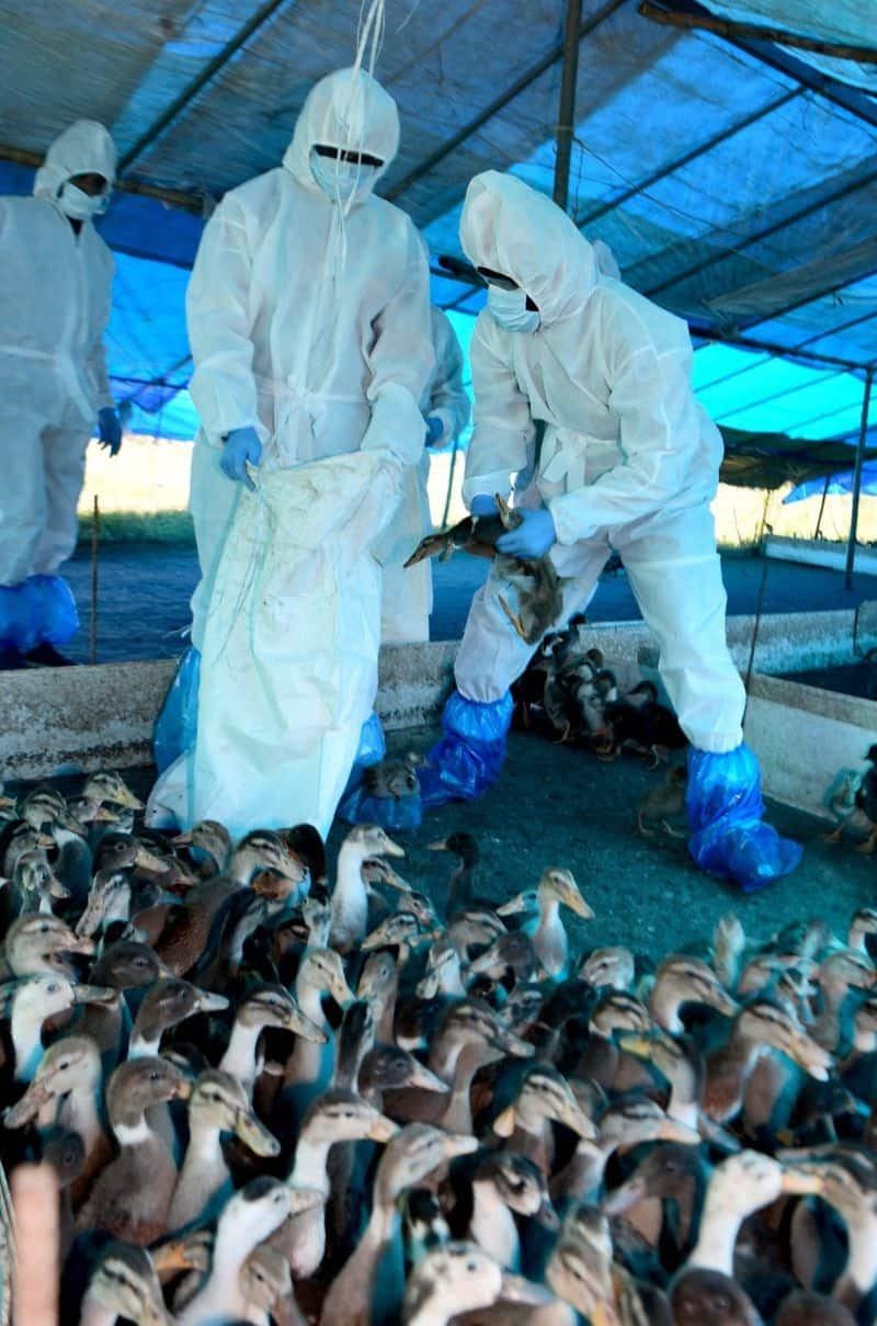 avian influenza h3n8 bird flu :  China reports first case of H3N8 bird flu as 4-yr-old from Henan infected