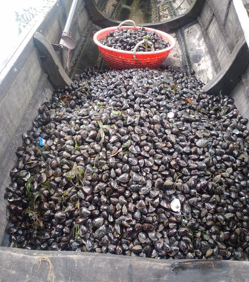 clam production in Vembanad lake