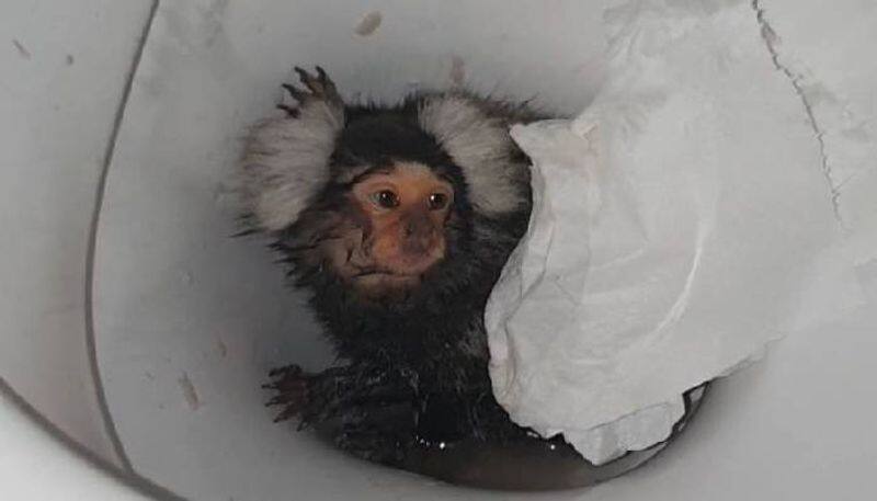 woman flushing pet monkey in toilet and offer cocaine