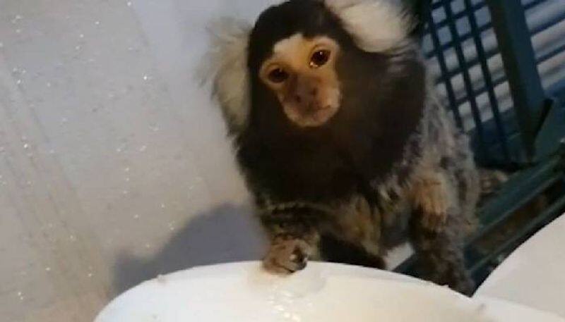 woman flushing pet monkey in toilet and offer cocaine