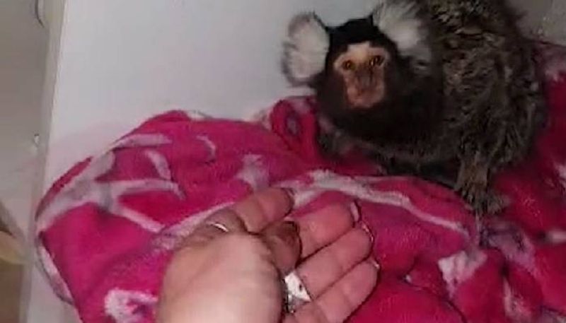 woman flushing pet monkey in toilet and offer cocaine