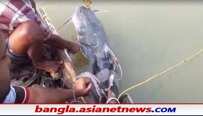 Nadia fisherman: জালে উঠল ৫০ কেজির বিশালাকার মাছ, খুশির হাওয়া শান্তিপুরের জেলে পাড়ায়