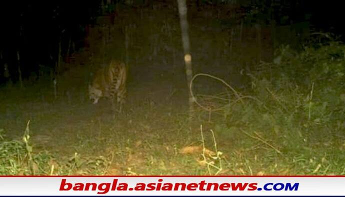 Tiger in Buxa: ঘুরছে রয়্যাল বেঙ্গল টাইগার, ২৩ বছর পরে বন দপ্তরের ক্যামেরায় ধরা পড়ল জলজ্যান্ত বাঘের ছবি