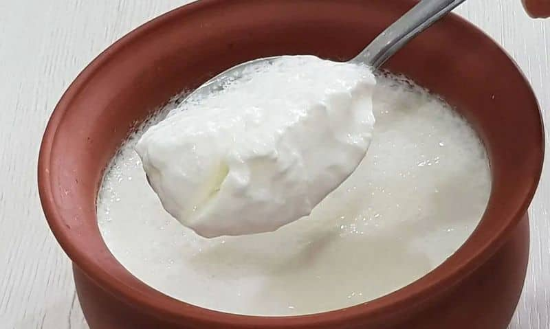 7 simple and easy steps to make perfect curd at home gcw eai