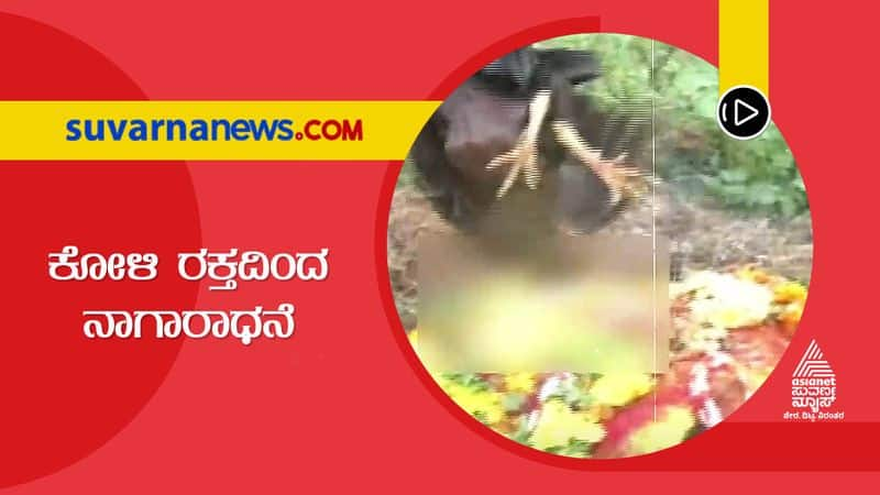 Chamarajanagar villagers offer chicken to cobra on Shashti