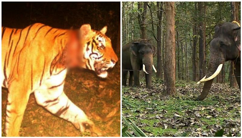 search for tiger attacked in wayanad