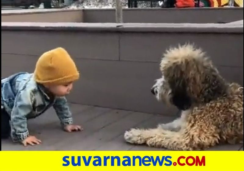 viral video Little boy meets a dog for the first time akb