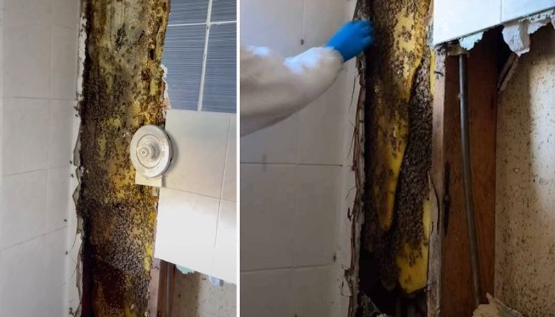 Couple Finds 7 foot Bee Nest Behind Bathroom Wall Tile