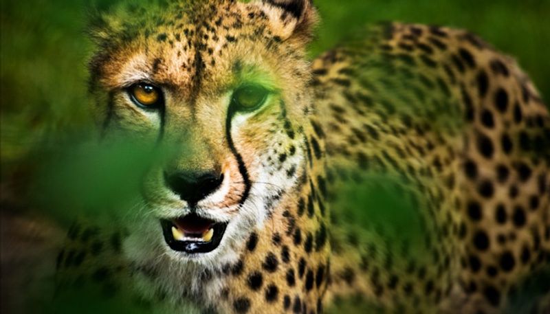 Wildlife Omicron derails India's bid to bring cheetah out of extinction drb