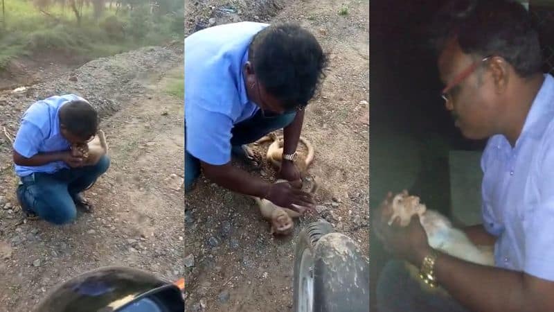 Monkey rescue viral video