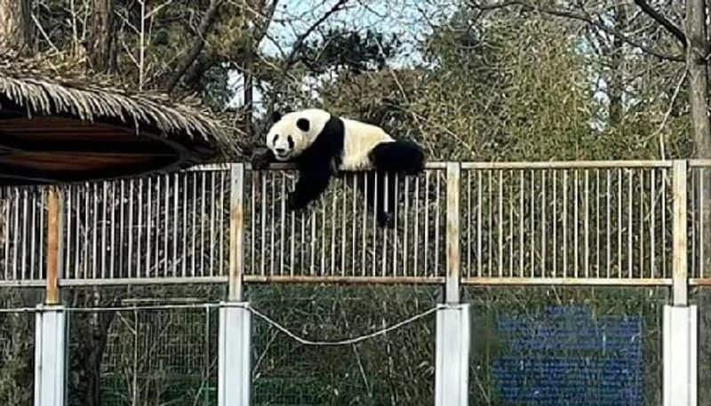 Giant panda tried to escape  from zoo