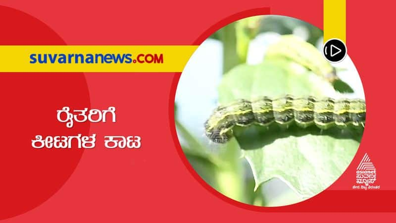 aftermath Rain Insects Leave Bidar Farmers in Distress hls