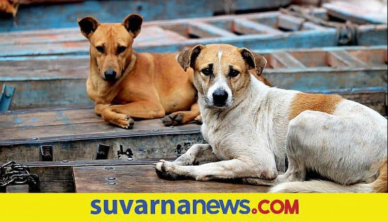 Dogs infected with Canine parvovirus in Uttara Kannada district hls