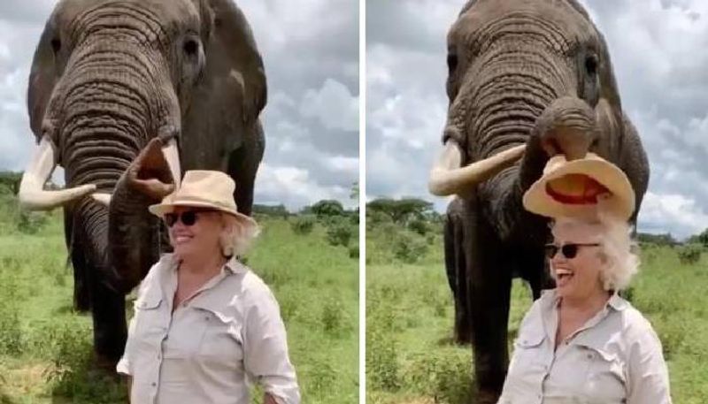 this elephant pretends to eat lady's hat