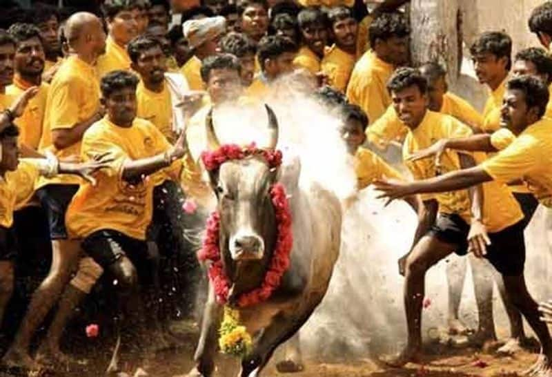 Minister Murthy has said that Jallikkattu will definitely be held this year following the Corona rules