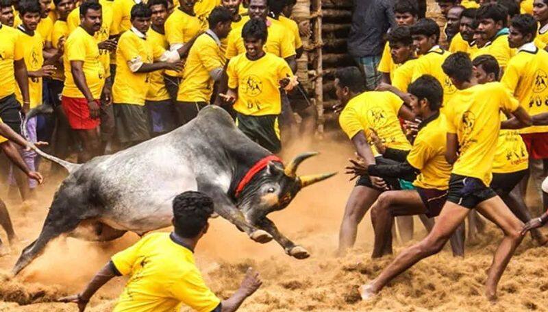 Avaniyapuram jalliakattu in pongal festival at madurai