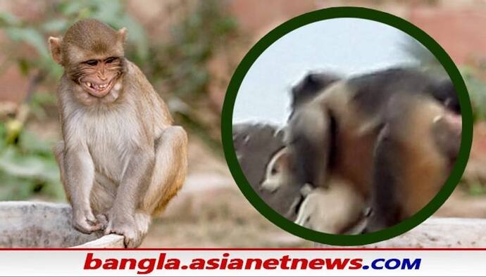 Revenge of Monkeys: বানরের প্রতিশোধে আতঙ্কিত গ্রাম, একে একে হত্যা ২৫০ কুকুর ছানা