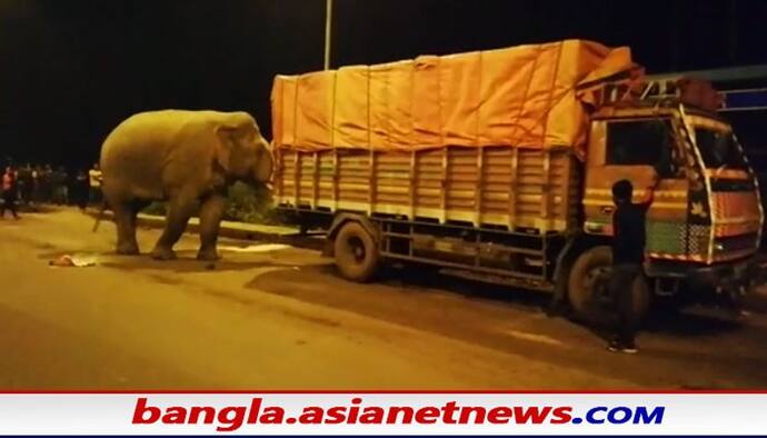 Elephant Attack on NH 6: ৬ নম্বর জাতীয় সড়কে দাঁতালের হানা, দীর্ঘক্ষণ স্তব্ধ যান চলাচল