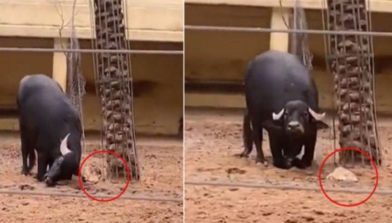 Buffalo saves tortoise by flipping it over in heartwarming viral video