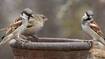 world sparrow day 2025 why its celebrated how to bring back sparrows to home in tamil mks