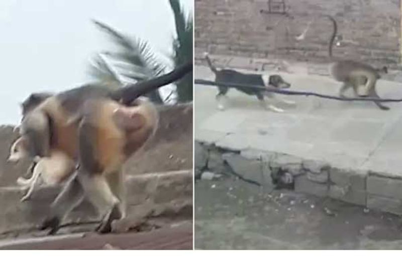 monkeys killed over 250 dogs to take revenge