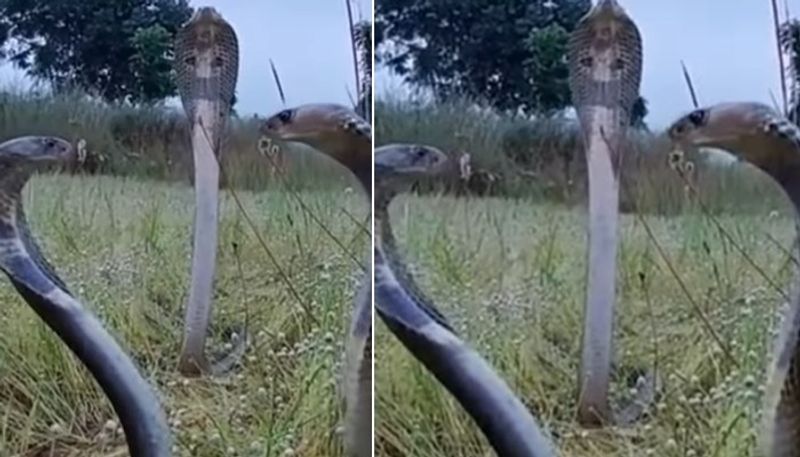 three snakes are looking each other video goes viral