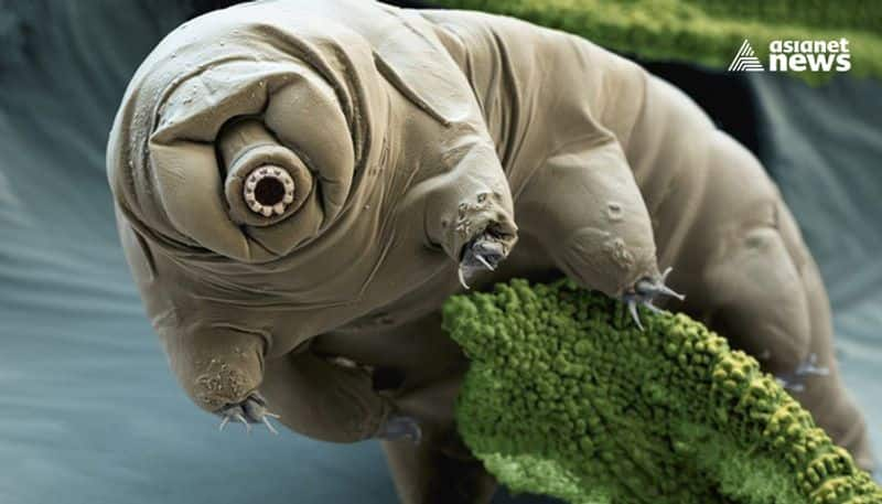 NASA sending tardigrades to iss