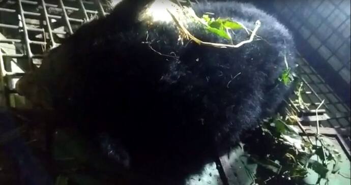 Bear Rescue-বনকর্মীদের জালে ডুয়ার্সের ত্রাস হিমালয়ান ব্ল্যাক বিয়ার, স্বস্তিতে এলাকাবাসী