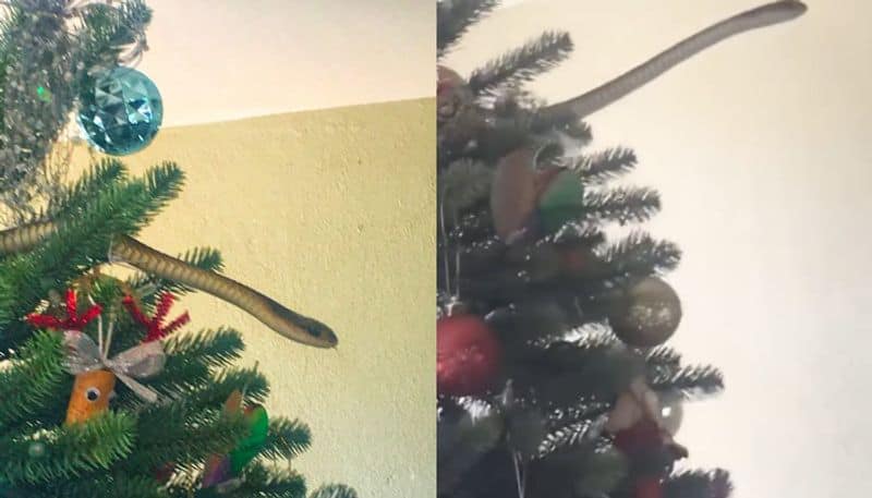 family finds venomous snake in christmas tree