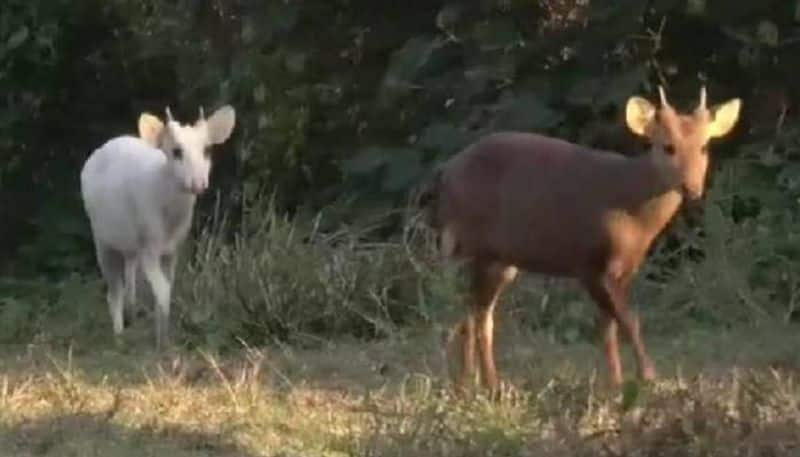 COVID Spread Among Deer Causes Concern Over New Variants