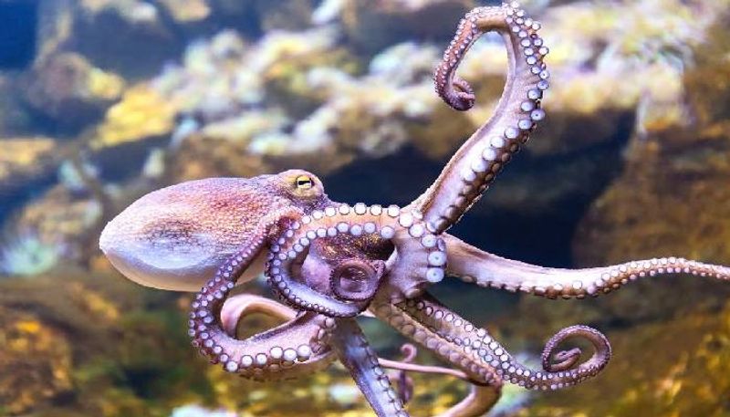 Octopus farm and criticism from conservationists