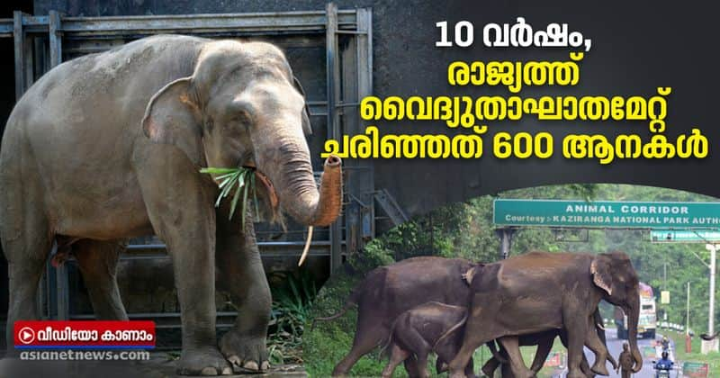 In India 600 elephant deaths due to electrocution