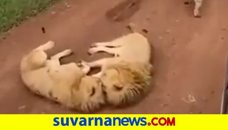 3 Lions Caught Chilling in Middle of The Road Block Jungle Safari Jeeps akb