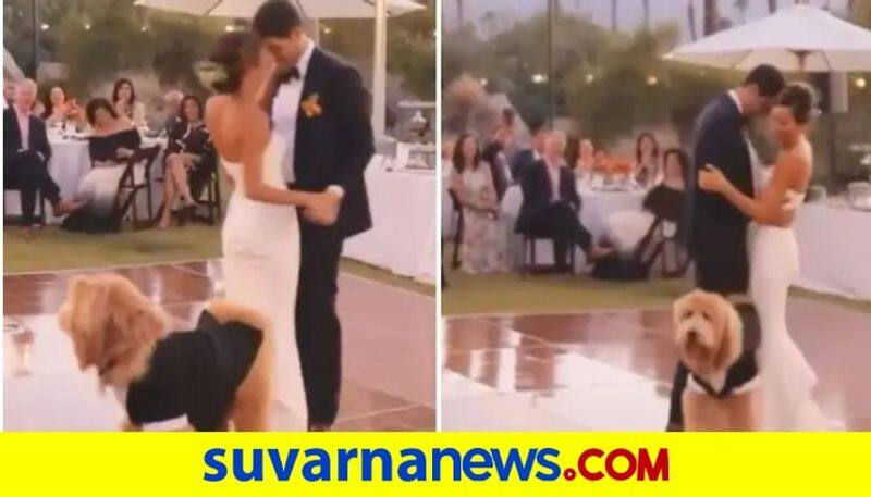 Dog interrupted Newlywed couple dances on their wedding day akb