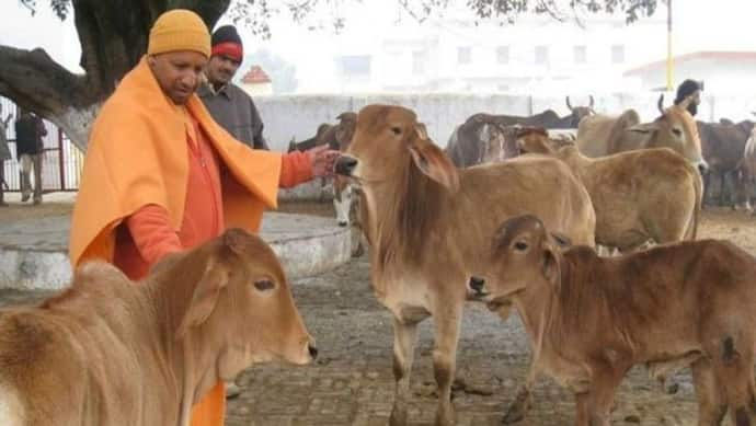 गो-आश्रय स्थलों के बाहर UP सरकार तैनात करेगी विशेष चौकीदार, जानिए क्या है तैयारी