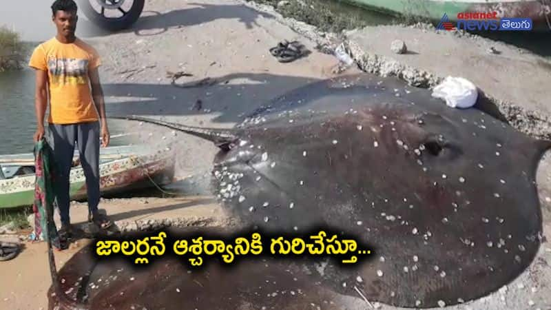 Fishermen Catch Rare Fish From krishna River In guntur district