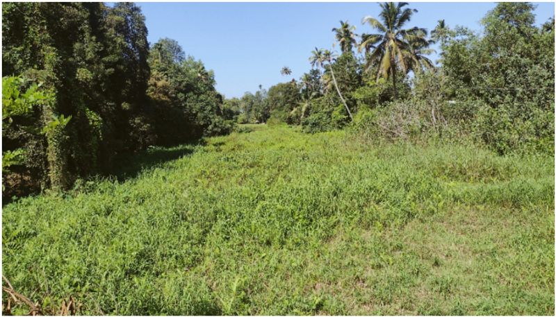 kuttanad and upper kuttanad puncha cultivation struggle from threat of moss