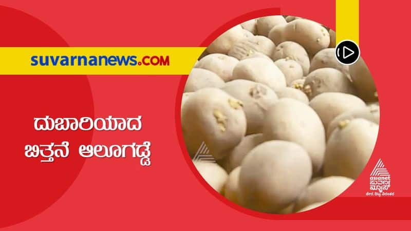 Price Rise of  Seed Potatoes Leaves Kolar Farmers Worried snr