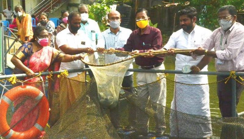 karimeen and tilapia harvesting