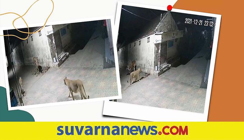 Bull drives off two lioness in Gujarat village watch video akb